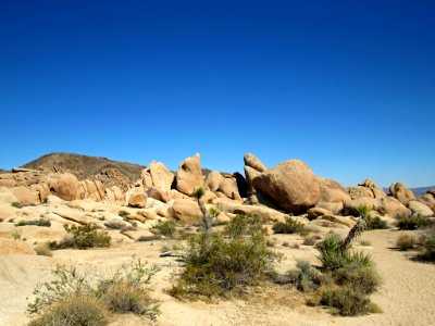 Joshua Tree NP in California