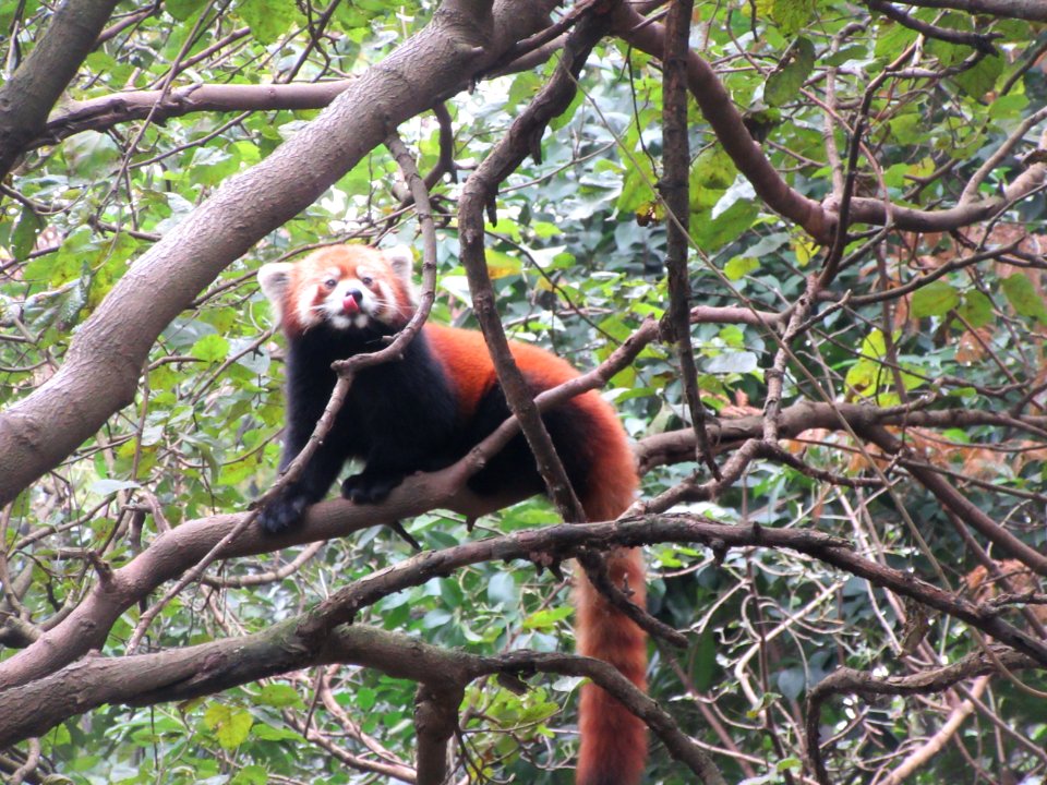 Red Panda Tongue out in truee Giant Panda Breeding Center Chengdu China