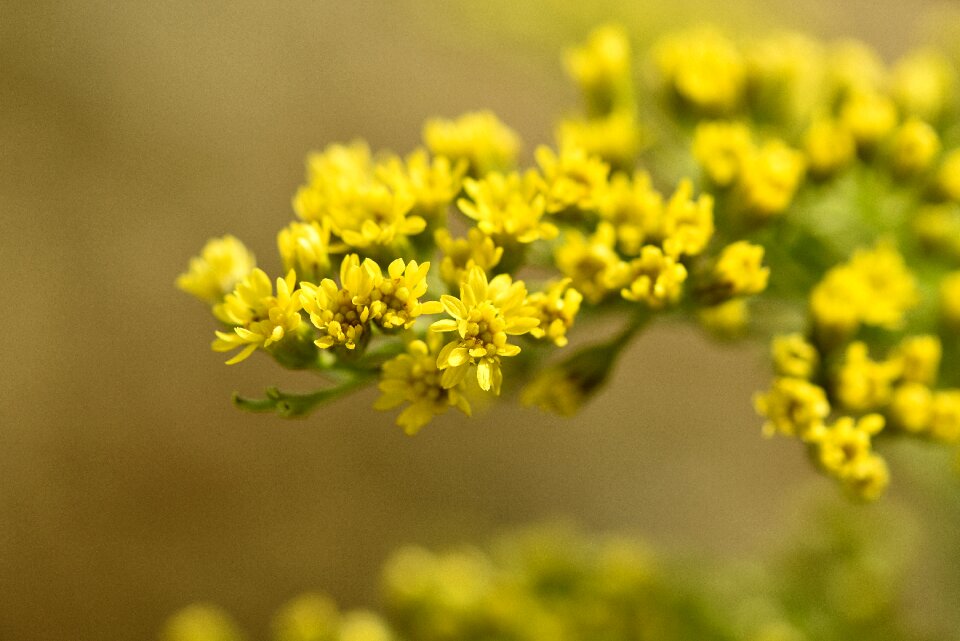 Yellow yellow flowers close up