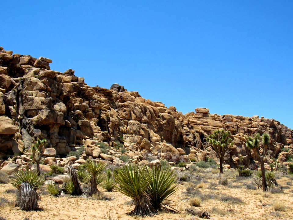 Joshua Tree NP in California