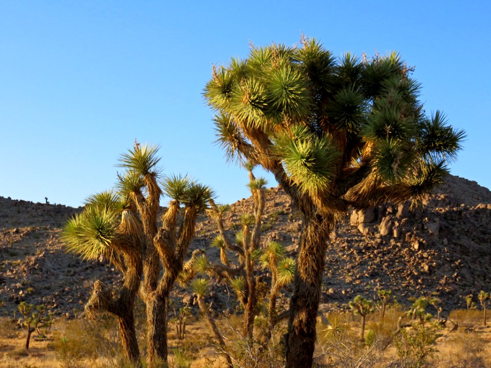 Joshua Tree NP in CA