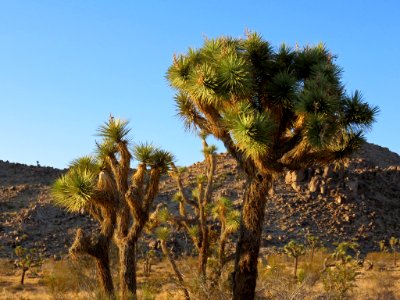 Joshua Tree NP in CA