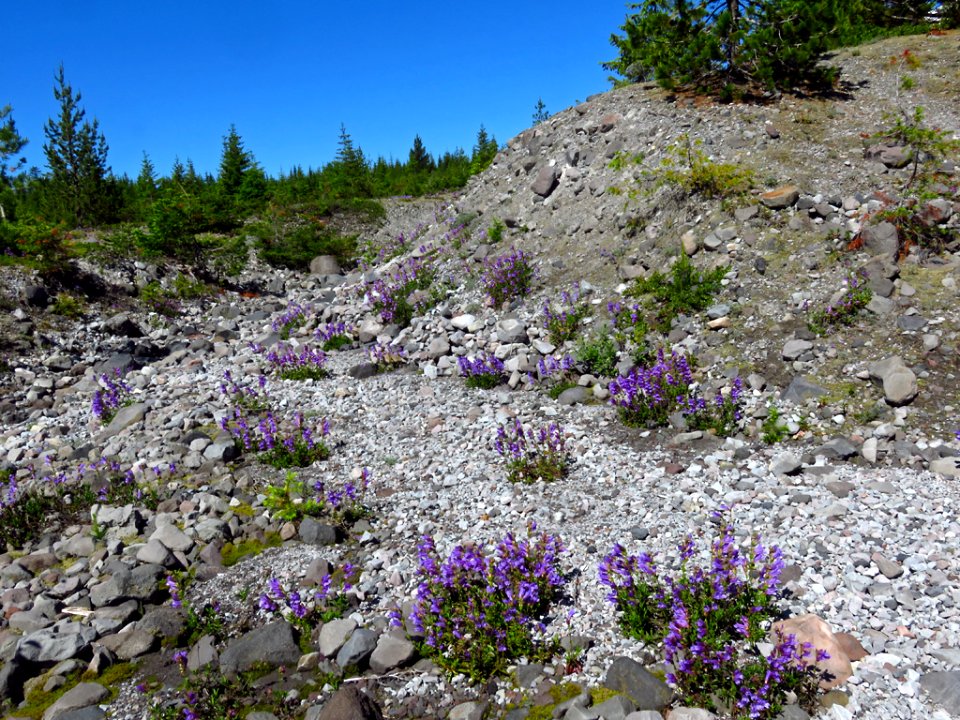 Wildflowers at Mt. St. Helens NM in Washington