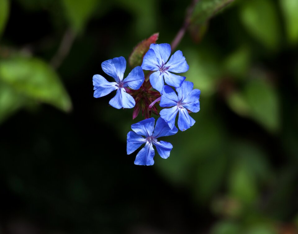 Flower blue nature