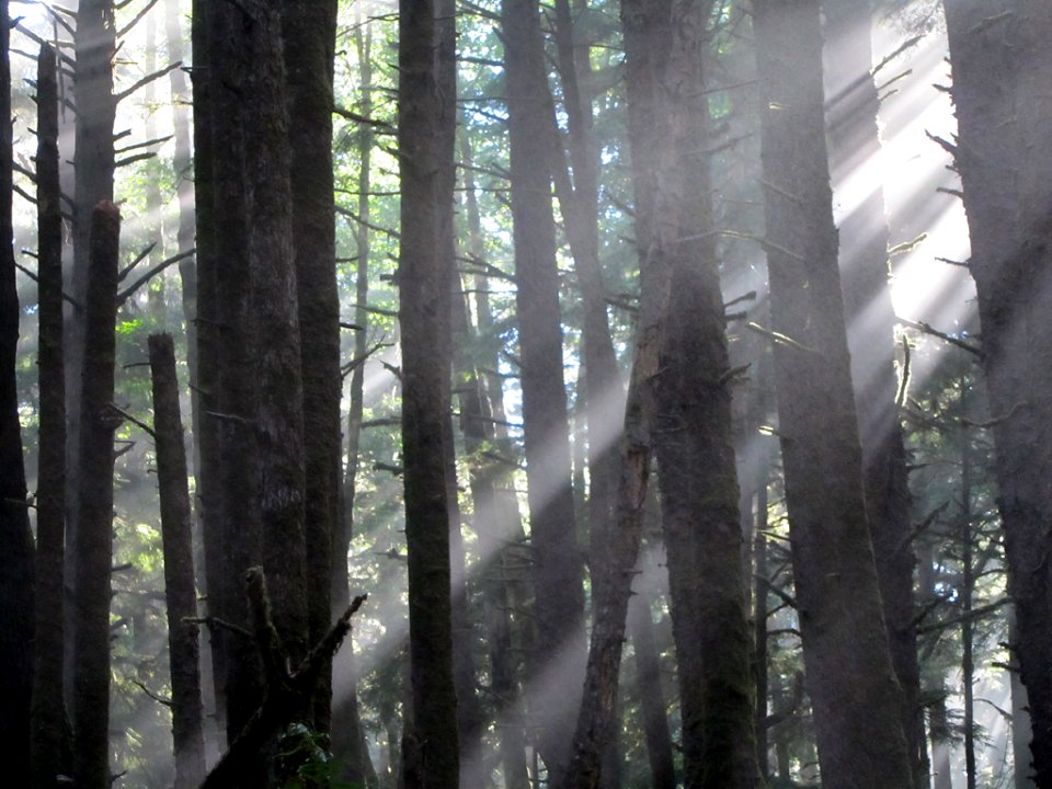 Morning Sun at Ecola State Park in Cannon Beach, Oregon