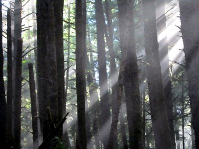 Morning Sun at Ecola State Park in Cannon Beach, Oregon