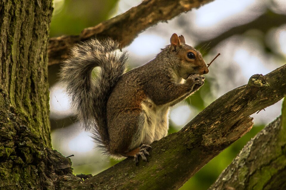 Squirrel animal forest