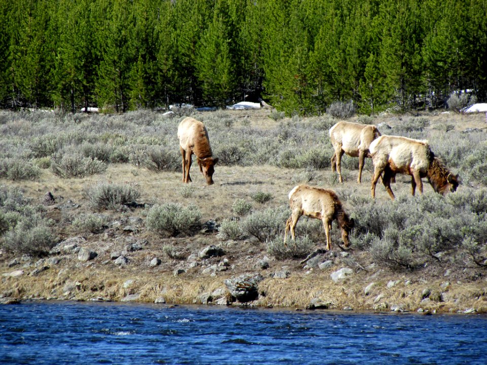 Yellowstone NP in WY