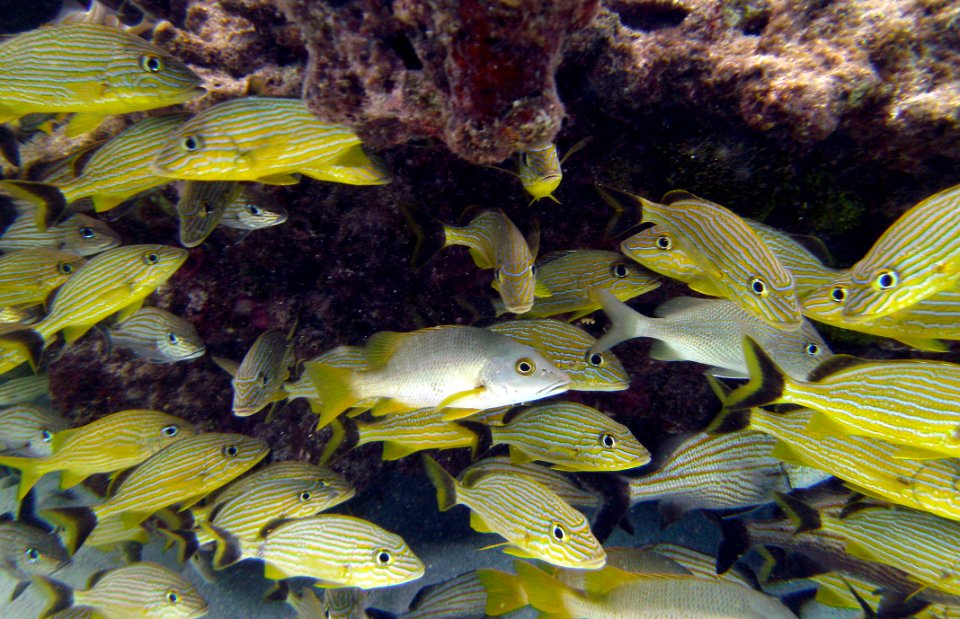 French Grunts Under Rock Molassass Reef Key Largo