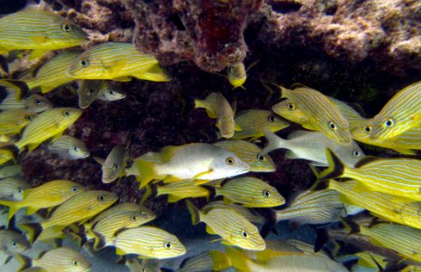 French Grunts Under Rock Molassass Reef Key Largo