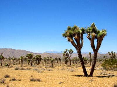 Joshua Tree NP in California
