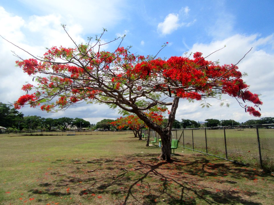 Tree in Lautoka park Fiji