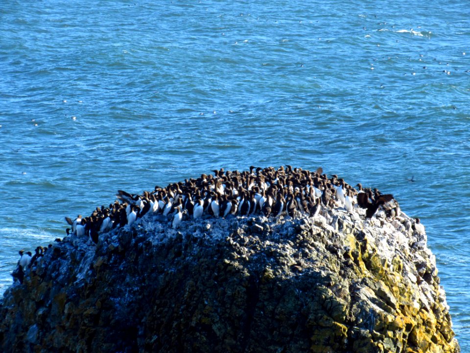 Seabirds at Yaquina Head Natural Area in OR