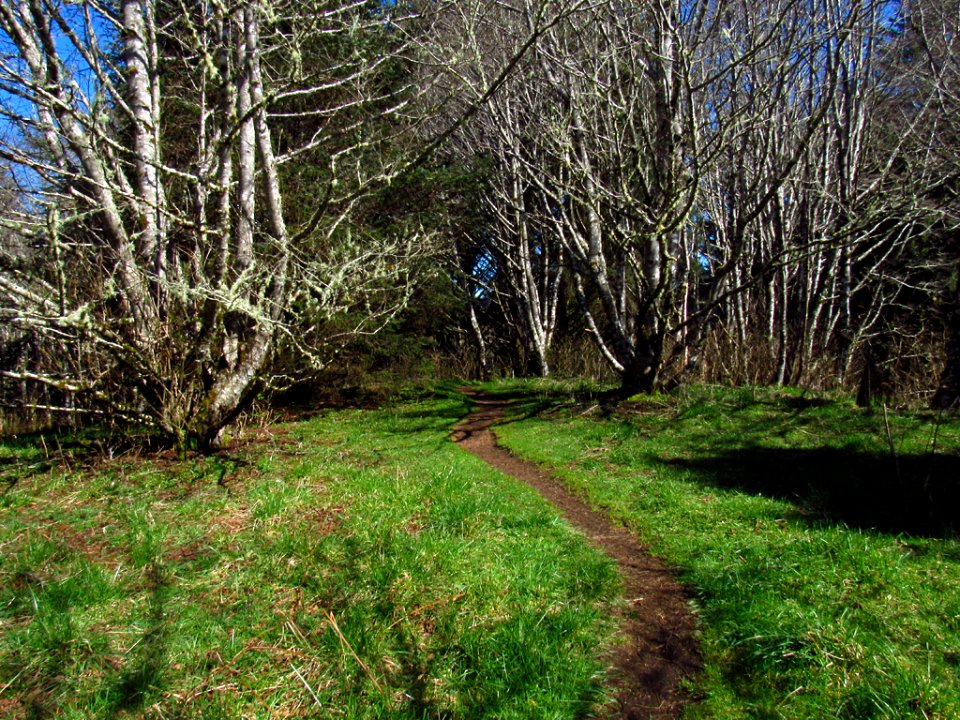 Forest at God's Thumb Hike in OR