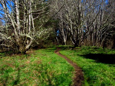 Forest at God's Thumb Hike in OR