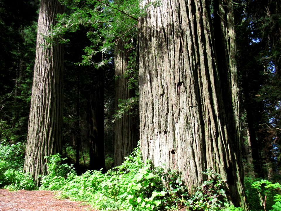 Redwoods in California