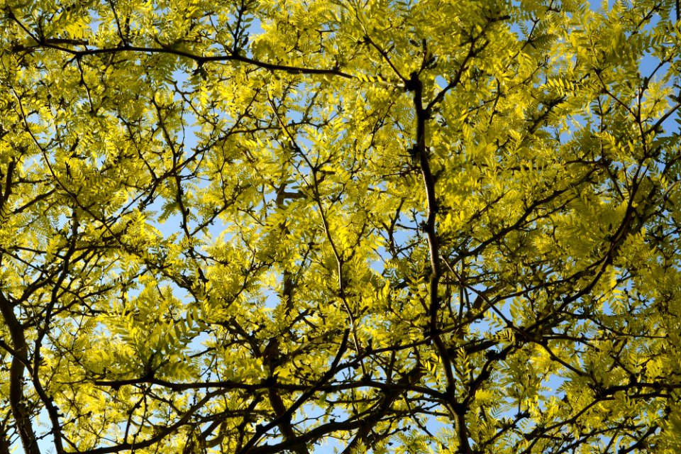 Sun through leaves