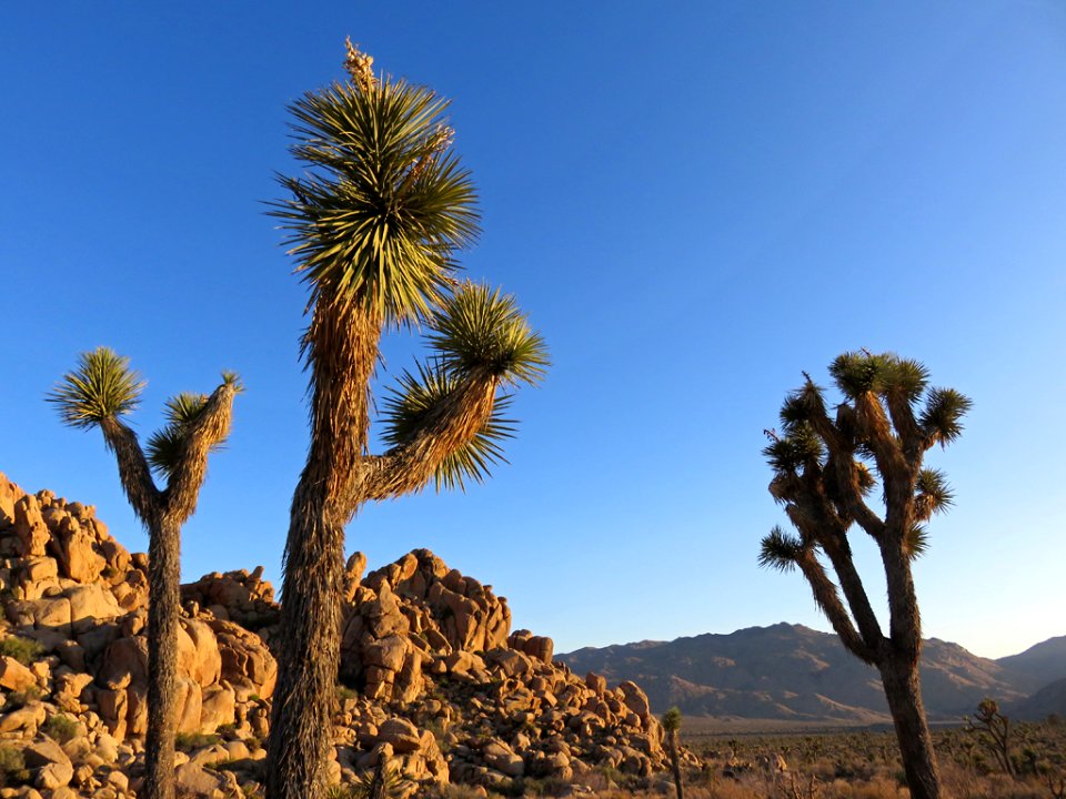 Joshua Tree NP in CA