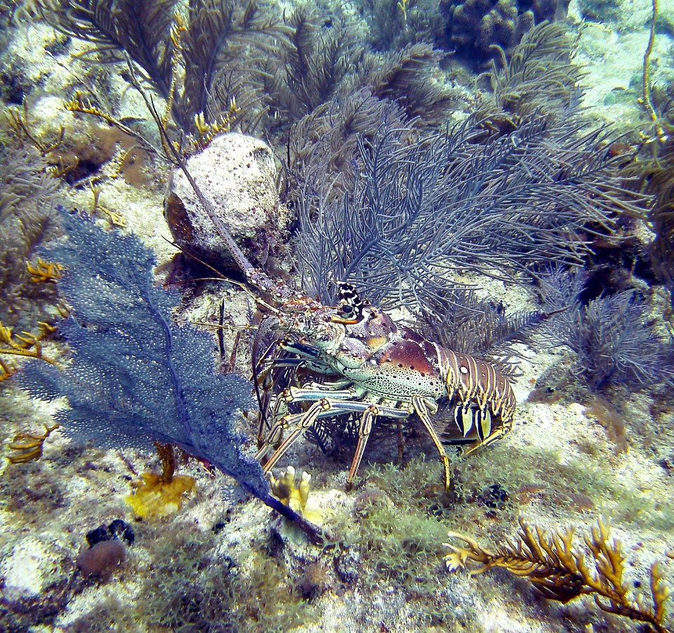 Lobster is lucky to have found the Sanctuary Molassass Reef Key Largo
