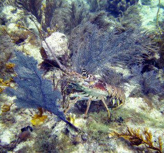 Lobster is lucky to have found the Sanctuary Molassass Reef Key Largo