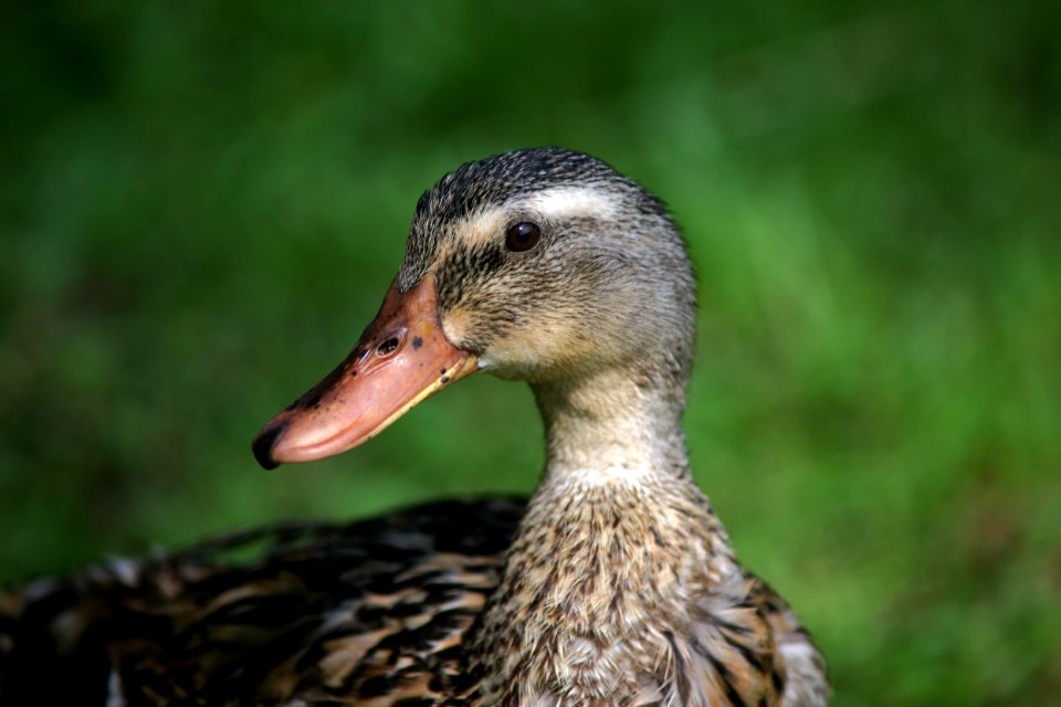 NIKON 200mm f4 Micro (4)