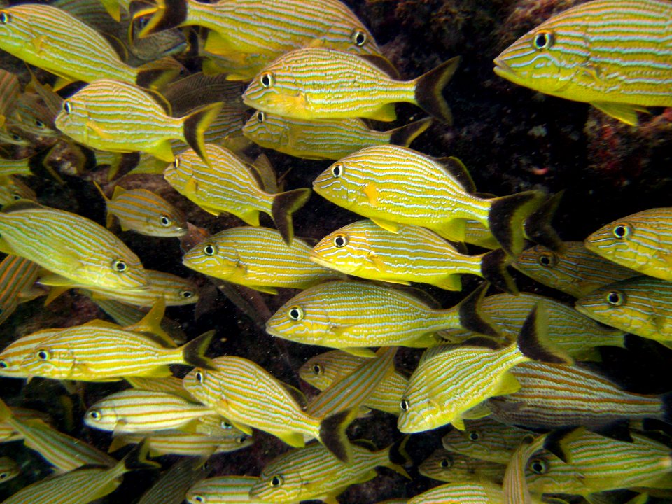 Closeup French Grunts cuddled Molassass Reef Key Largo