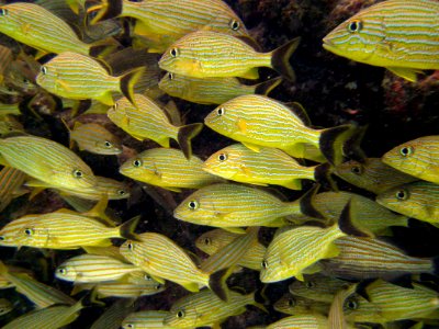 Closeup French Grunts cuddled Molassass Reef Key Largo photo