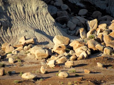 Jasper Forest at Petrified Forest NP in Arizona photo