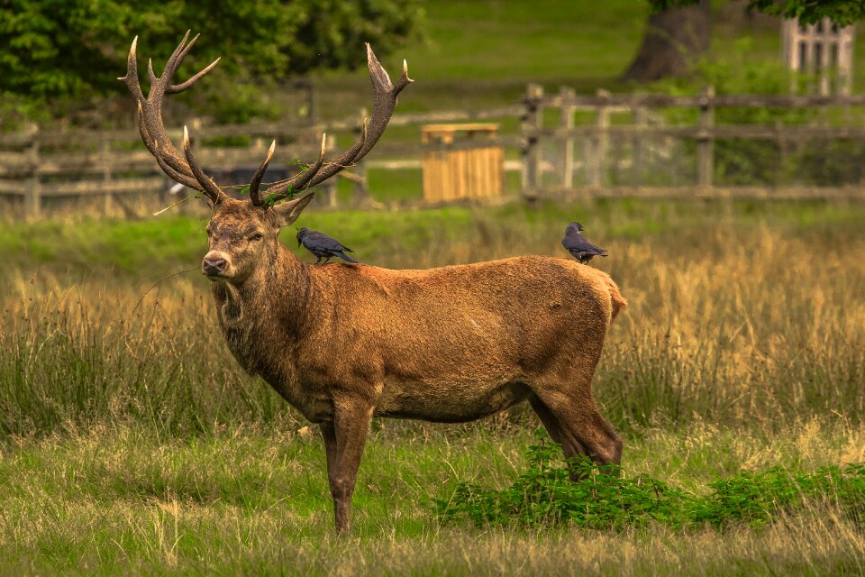Richmond deer animal