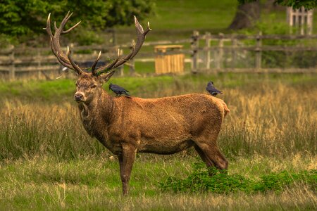 Richmond deer animal