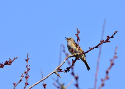 Lazy Backyard Photography: Juv. Heggemus / Dunnoc / Hedge-Spatz