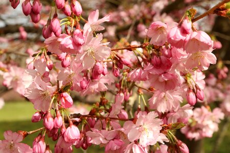 Spring bloom pink photo