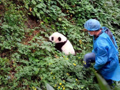Keeper trying to show panda how to climb Giant Panda Breeding Center Chengdu China photo