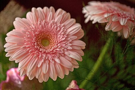 Garden flowers bouquet of flowers bunch of flowers