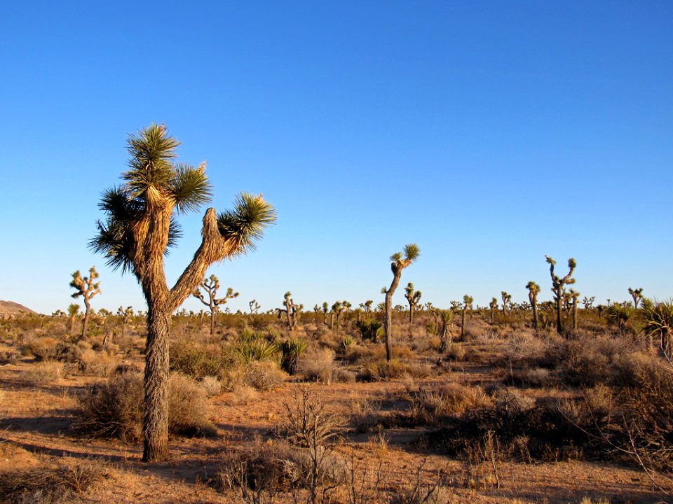 Joshua Tree NP in California