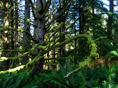 Forest at God's Thumb Hike in OR
