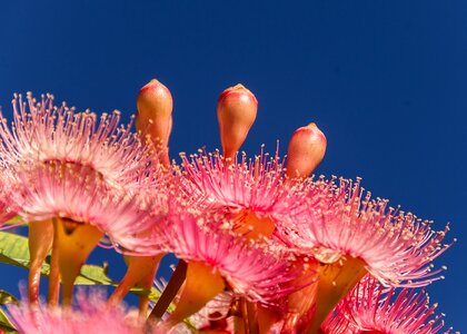 Blossom australian pink