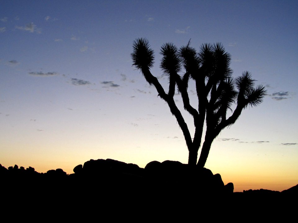Sunset at Joshua Tree NP in CA