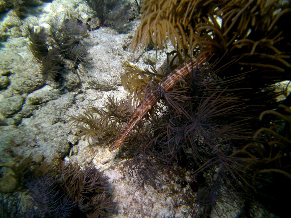Trumpet Fish Key Largo Molassas Reef
