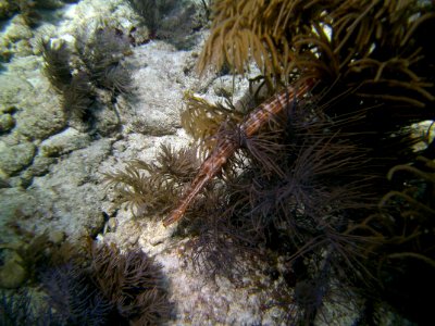 Trumpet Fish Key Largo Molassas Reef photo