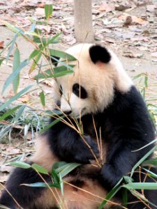 Panda holding tight to bamboo Giant Panda Breeding Center Chengdu China photo