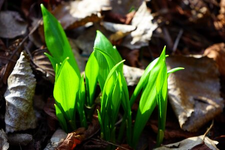 Bear's garlic gypsy spring wood garlic photo