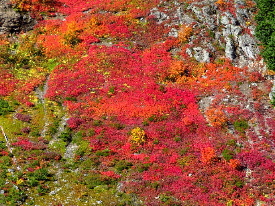 Autumn at Yellow Aster Butte in WA