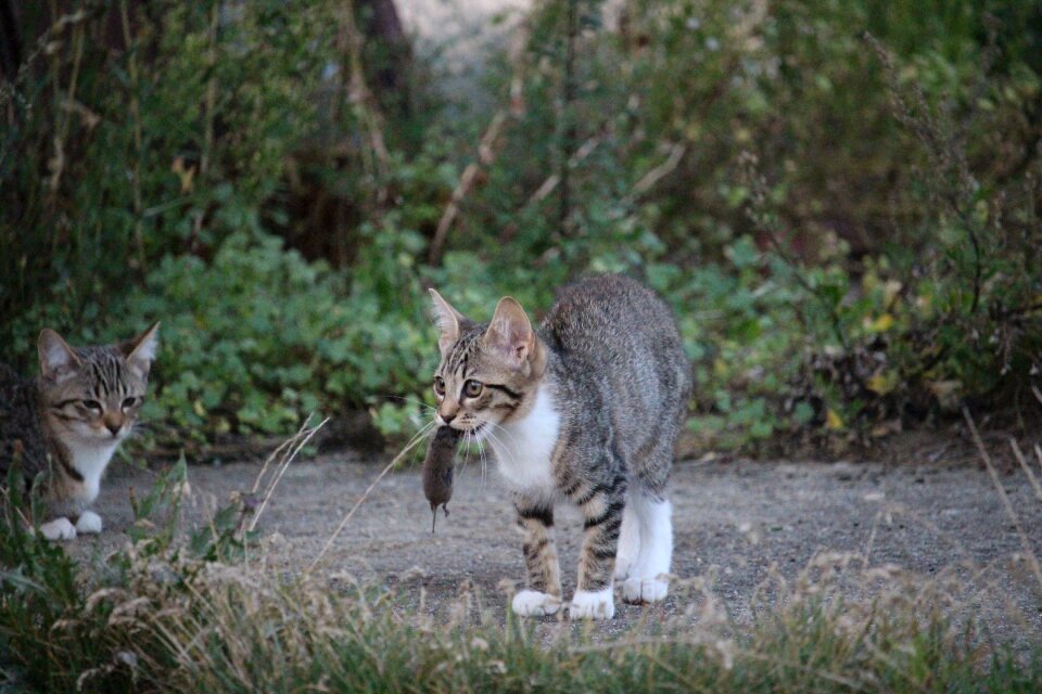 Kitten cat baby domestic cat