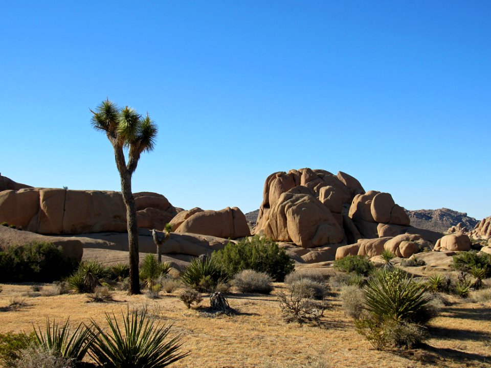 Joshua Tree NP in California