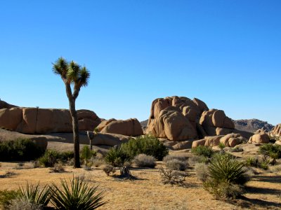 Joshua Tree NP in California