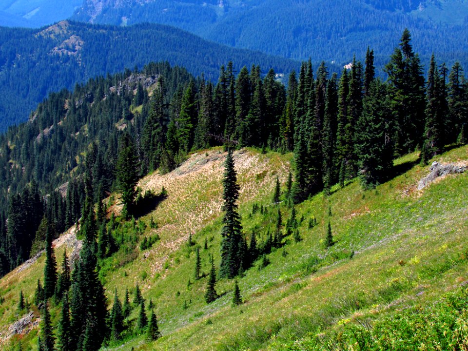 Tatoosh Wilderness in WA