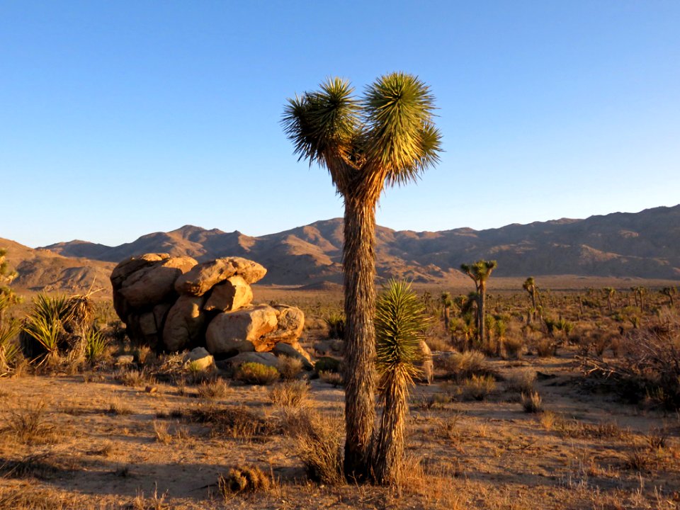 Joshua Tree NP in CA