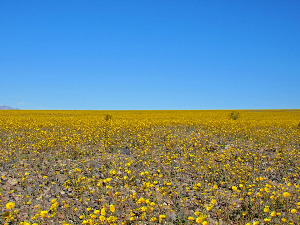 Wildflower Super Bloom at Death Valley NP in CA