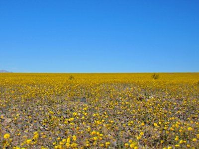Wildflower Super Bloom at Death Valley NP in CA